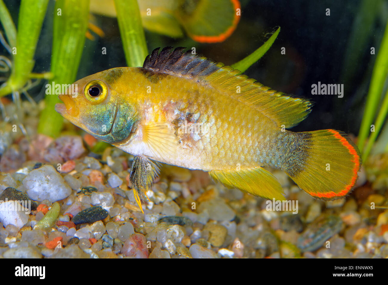 Nice female cichlid fish from genus Apistogramma. Stock Photo