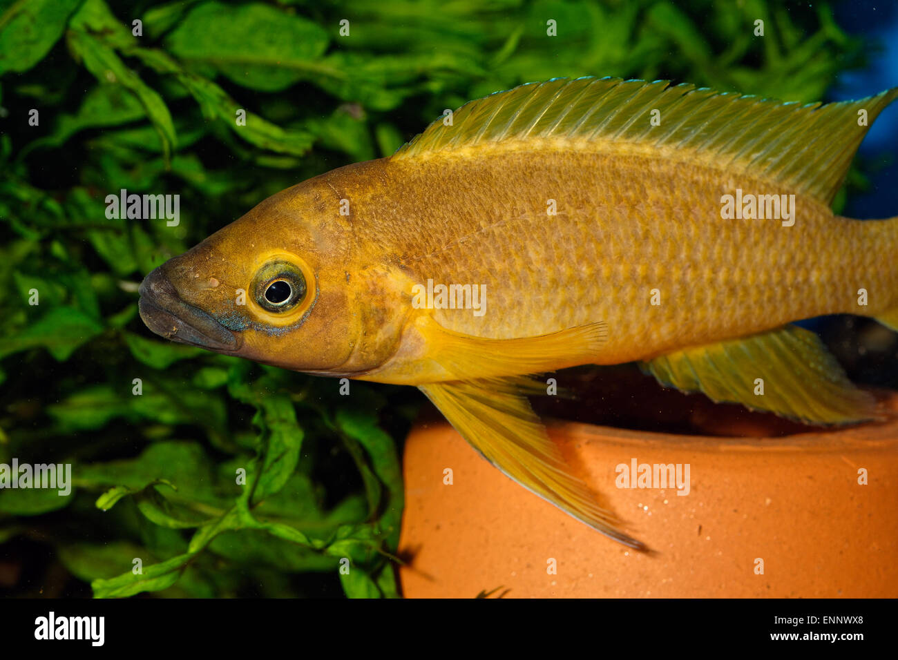 Nice yellow cichlid fish from genus Neolamprologus. Stock Photo