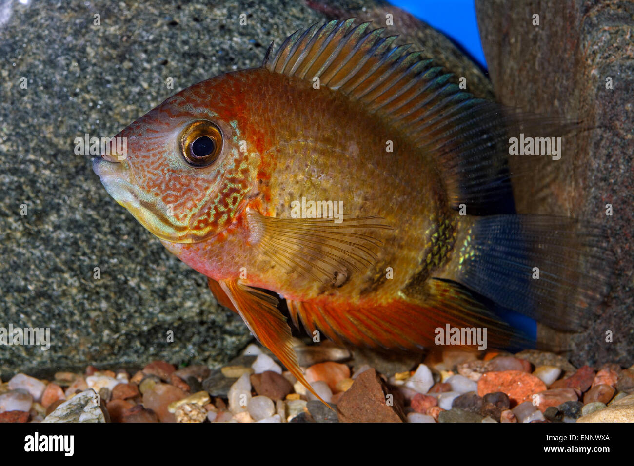 Nice brown cichlid fish from genus Heros. Stock Photo