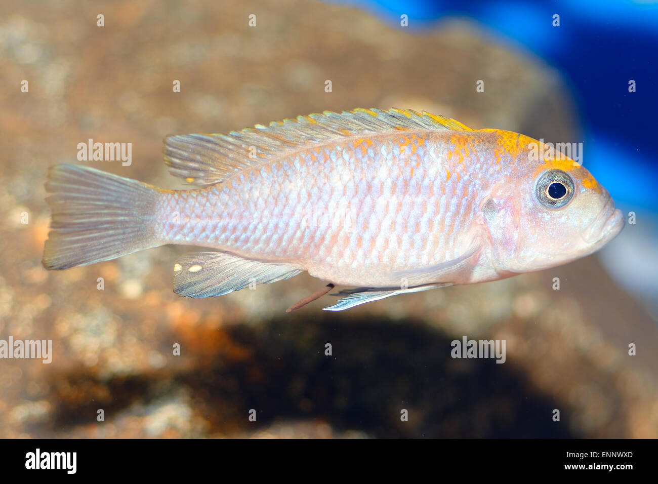 Nice blue cichlid fish from genus Pseudotropheus. Stock Photo
