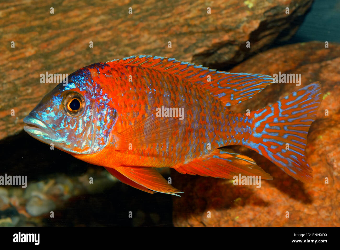 Male of cichlid fish from genus Aulonocara. Stock Photo