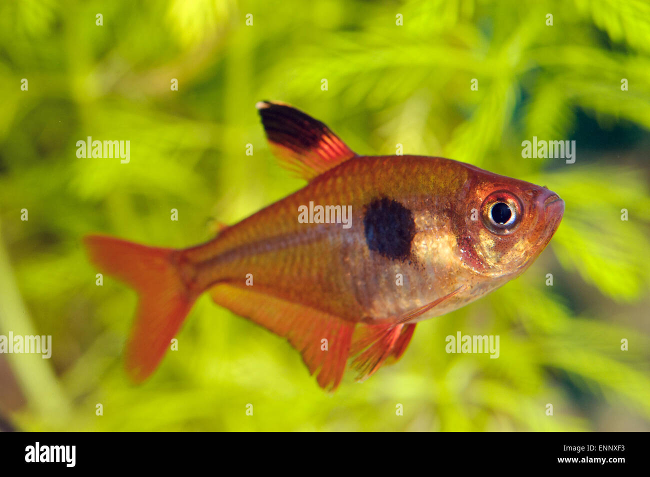 Nice red tetra fish from genus Hyphessobrycon. Stock Photo