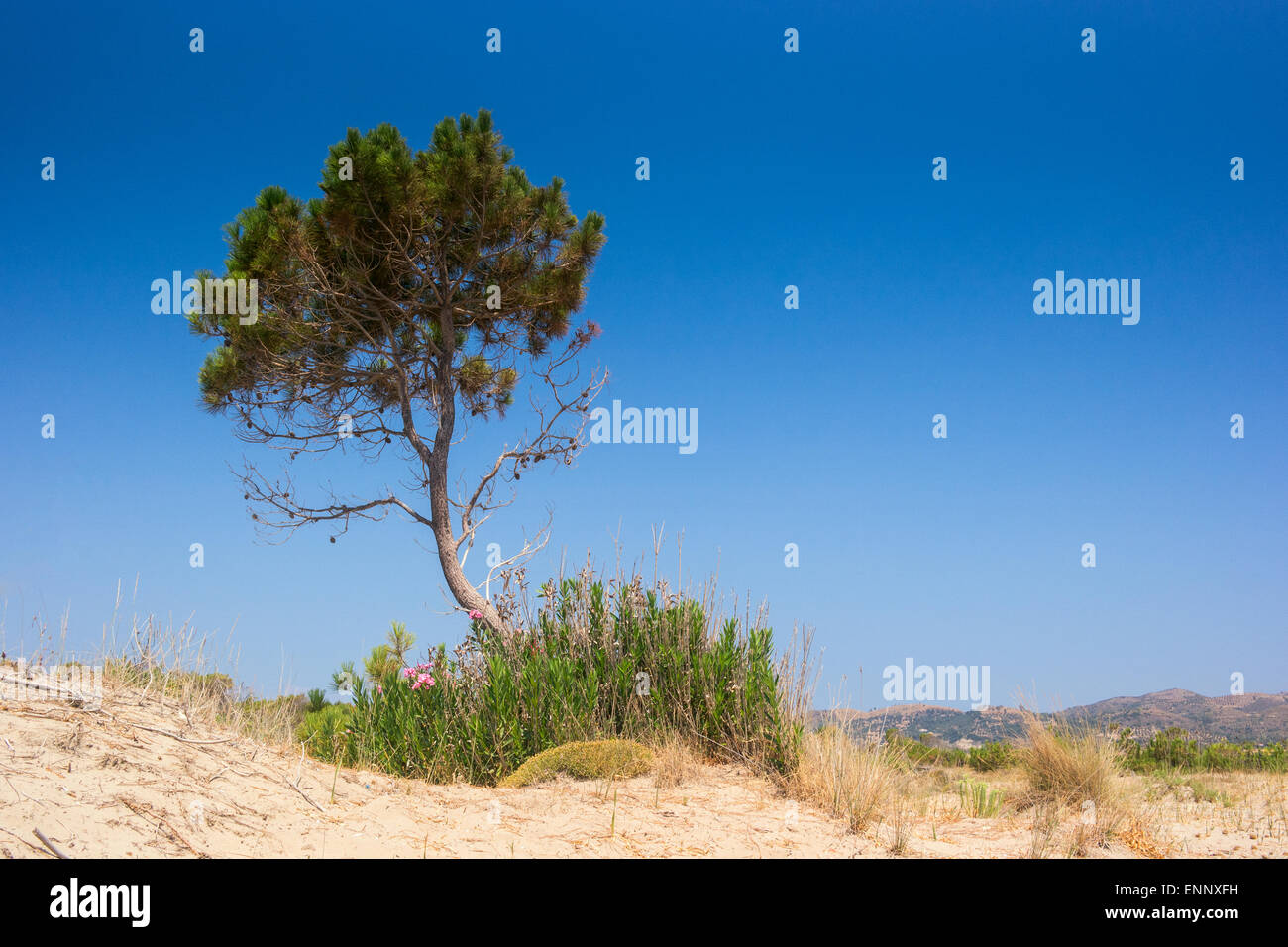 Tree in summer in Zakynthos island, Greece Stock Photo