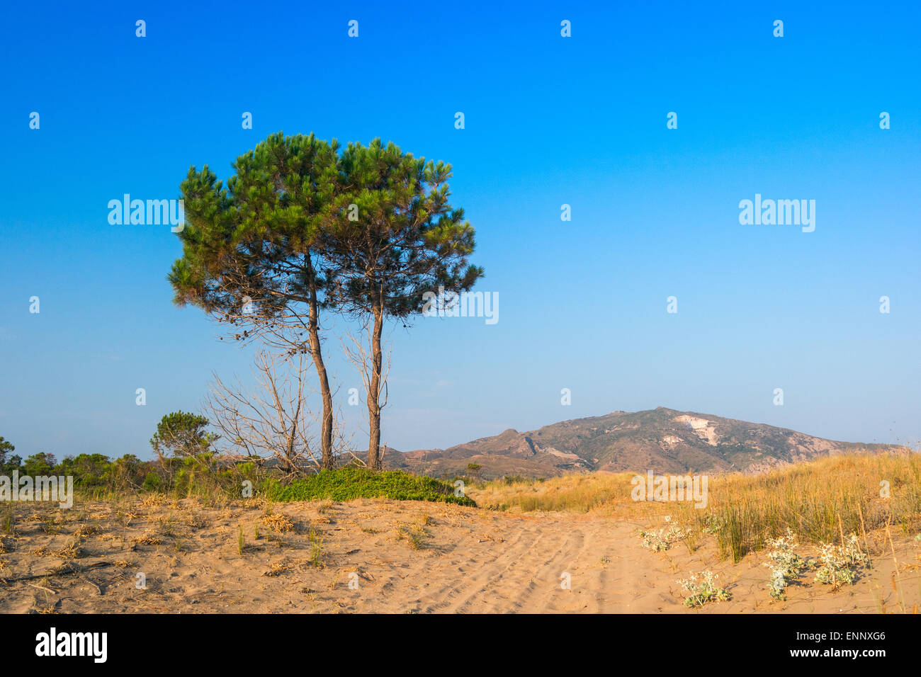 Tree in summer in Zakynthos island, Greece Stock Photo