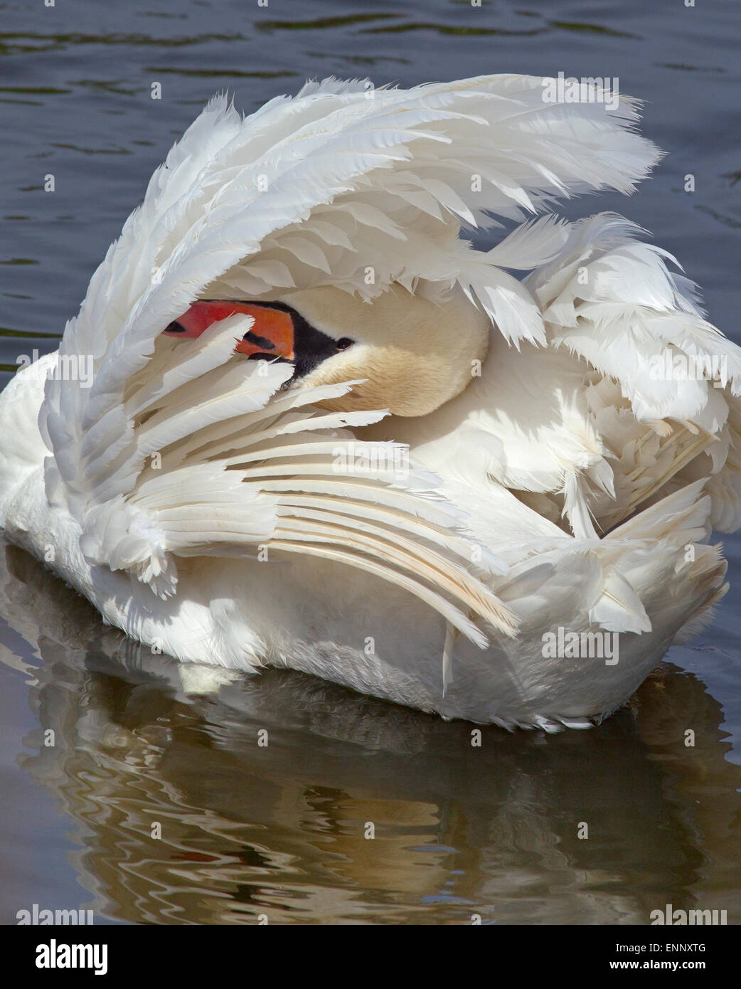 Mute Swan Cygnus olar preening Stock Photo