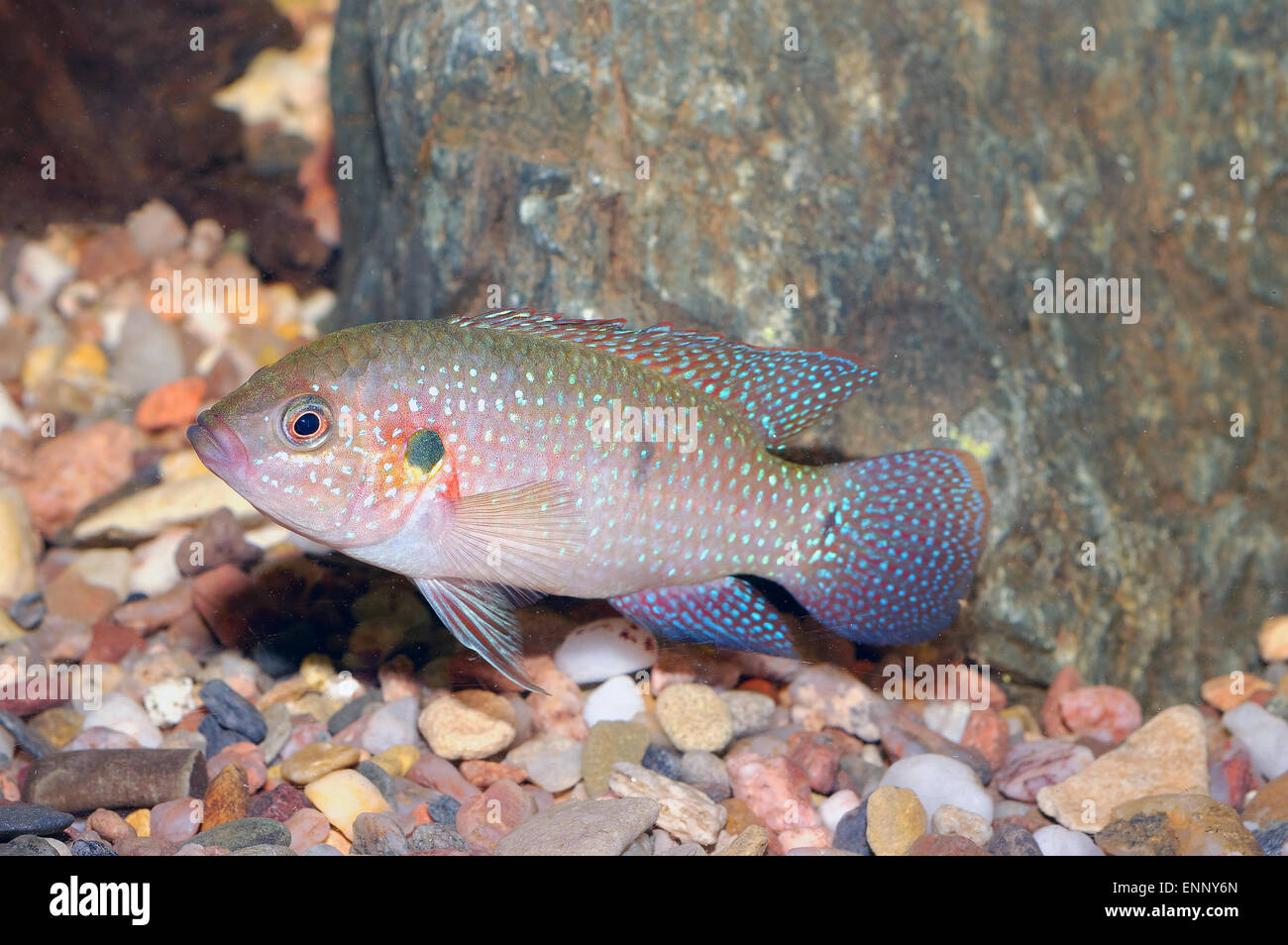 Nice red cichlid fish from genus Hemichromis. Stock Photo