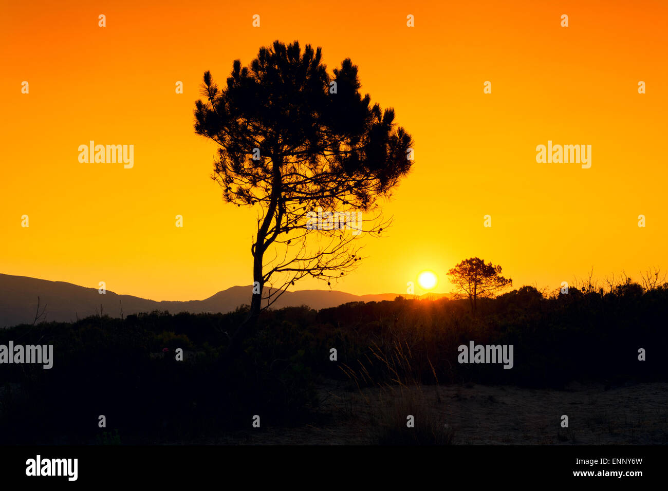 Silhouette tree sunset in Zakynthos island, Greece Stock Photo