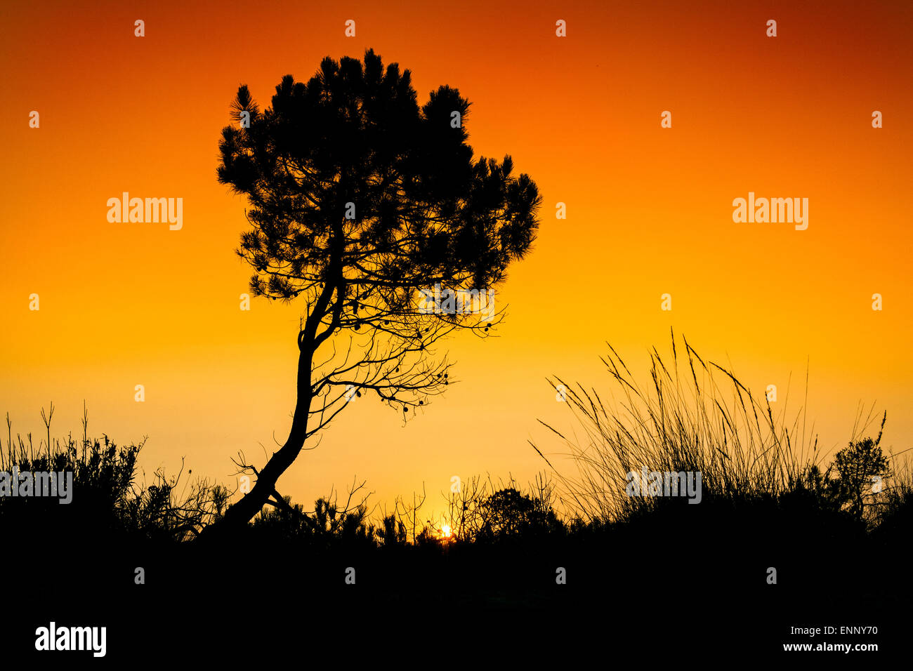 Silhouette tree sunset in Zakynthos island, Greece Stock Photo