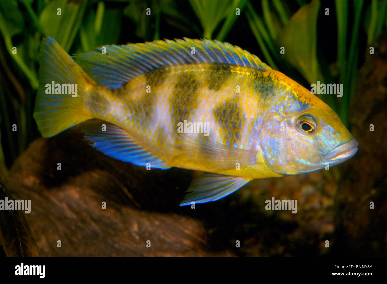Nice yellow cichlid fish from genus Nimbochromis. Stock Photo