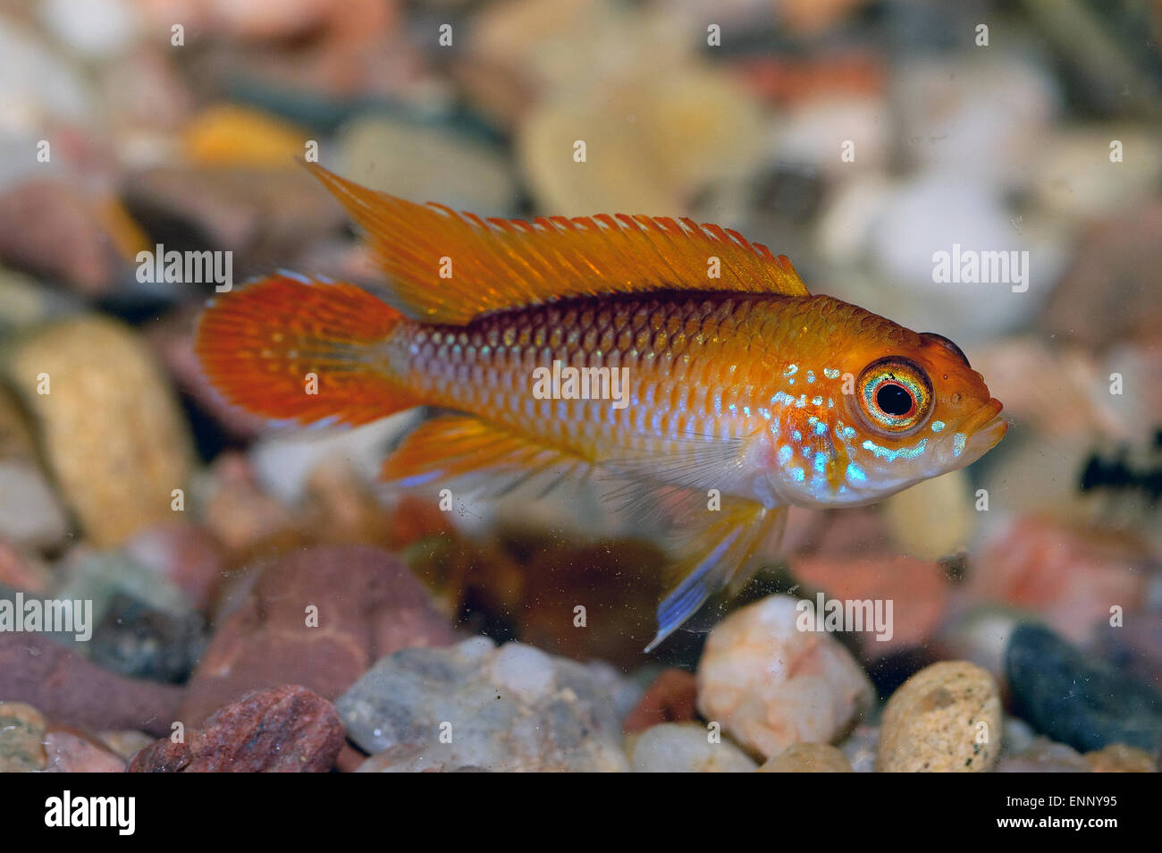 Nice orange cichlid fish from genus Apistogramma. Stock Photo
