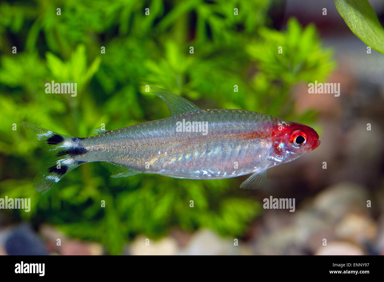 Nice red head tetra fish from genus Hemigrammus. Stock Photo