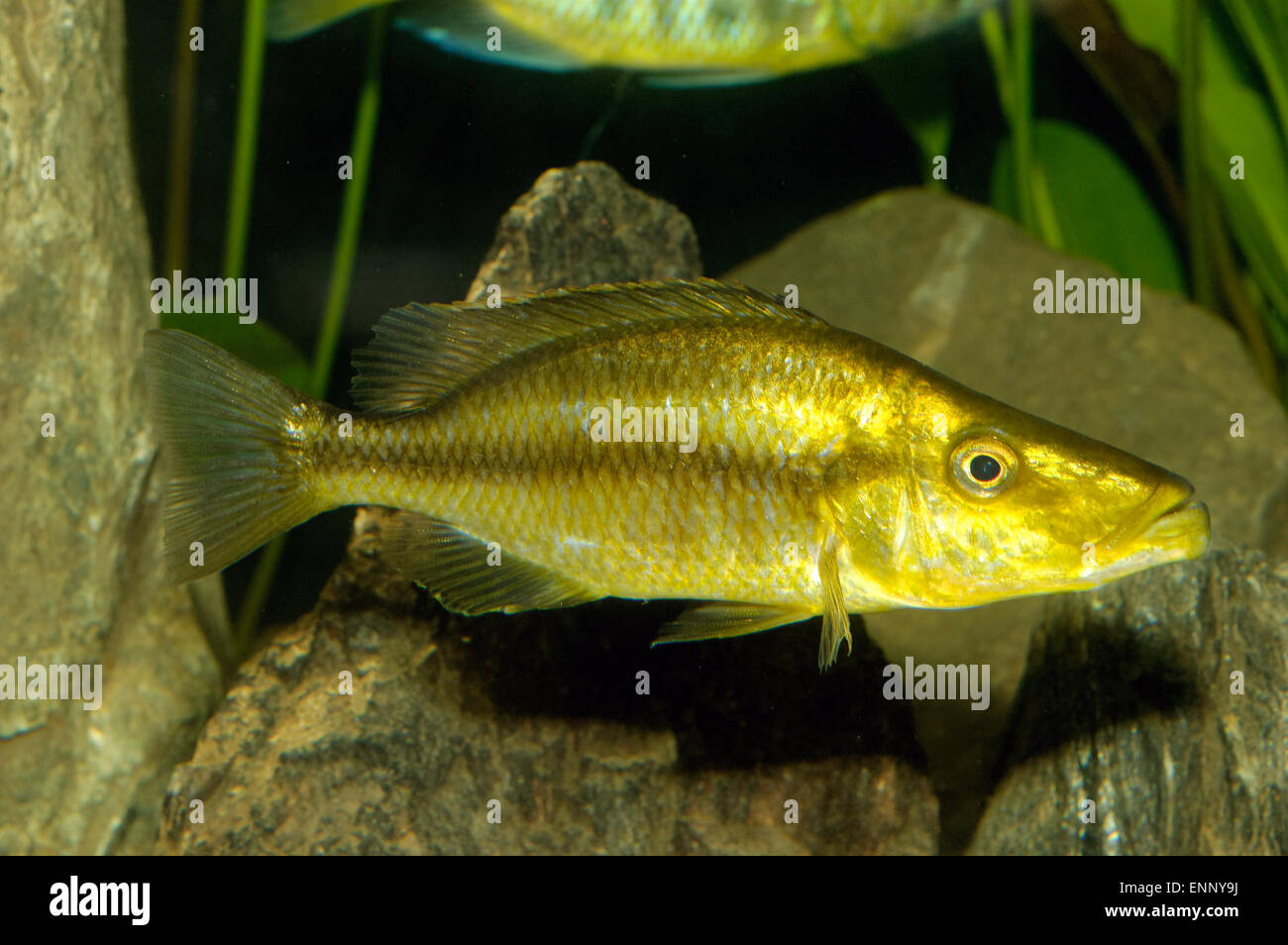 Female aquarium fish Dimidiochromis compressiceps. Stock Photo