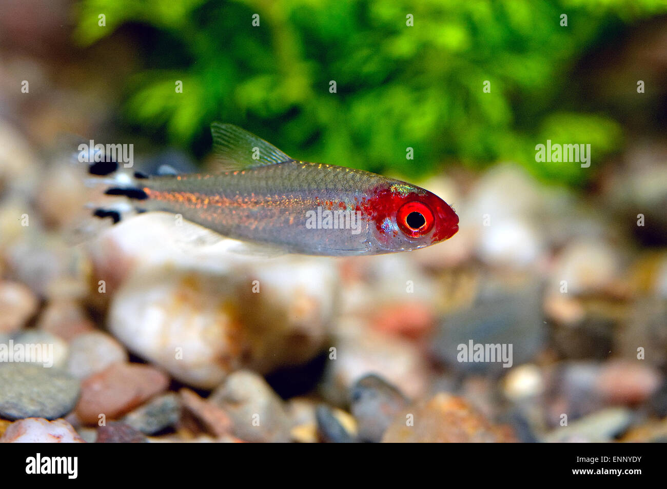 Nice red head tetra fish from genus Hemigrammus. Stock Photo