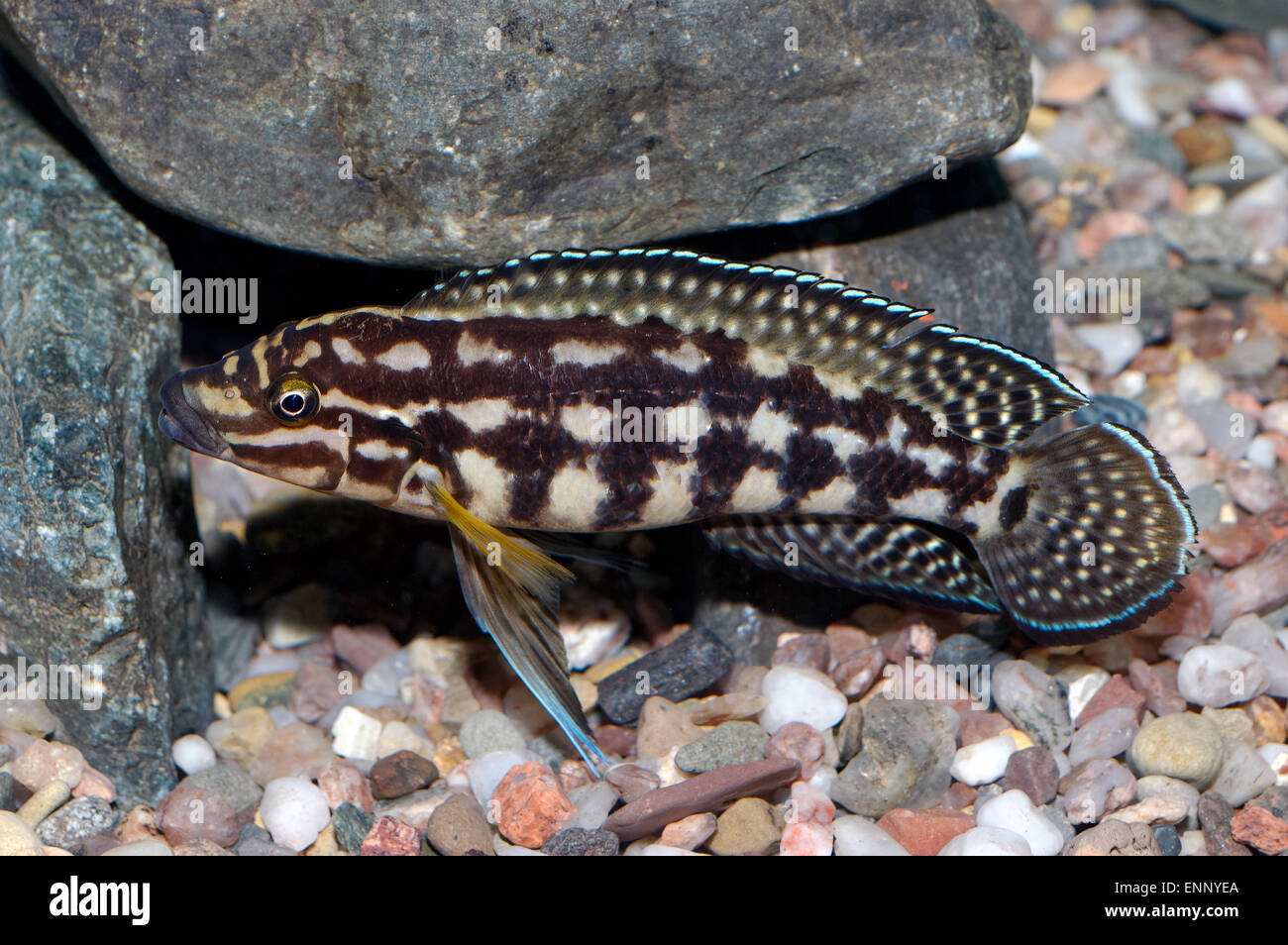 Nice male cichlid fish from genus Julidochromis. Stock Photo