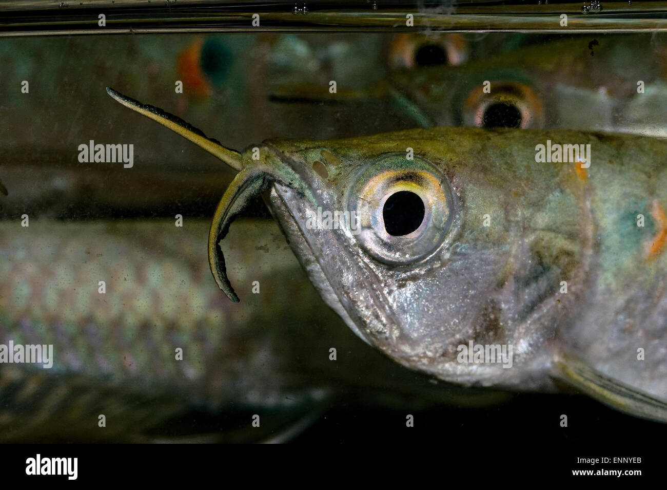 Nice young arowana fish portrait from genus Osteoglossum. Stock Photo