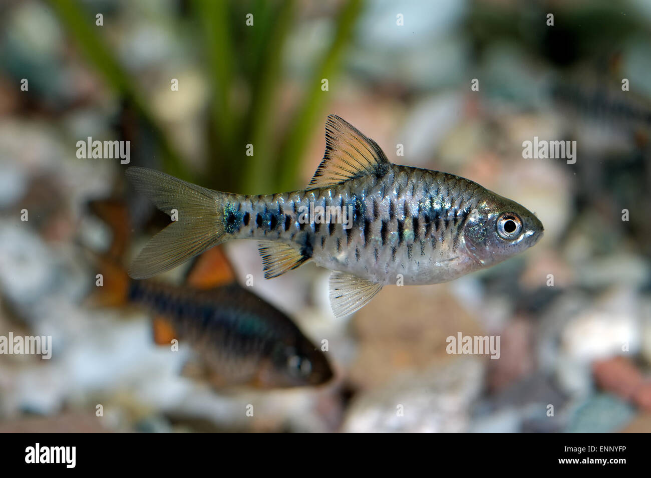 Aquarium fish from genus Puntius. Stock Photo