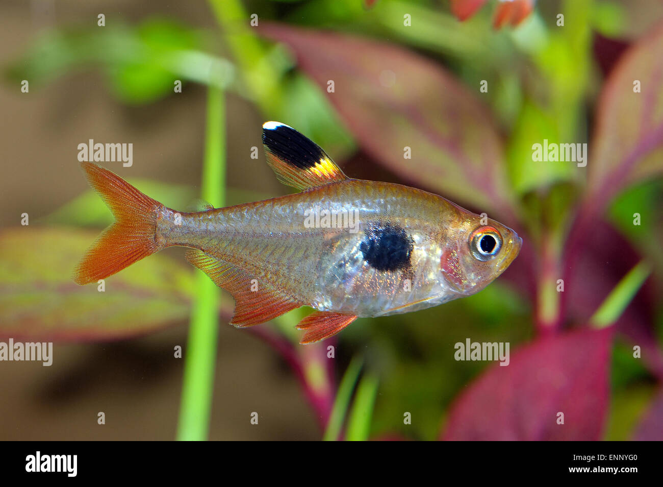 Aquarium fish from genus Hyphessobrycon. Stock Photo