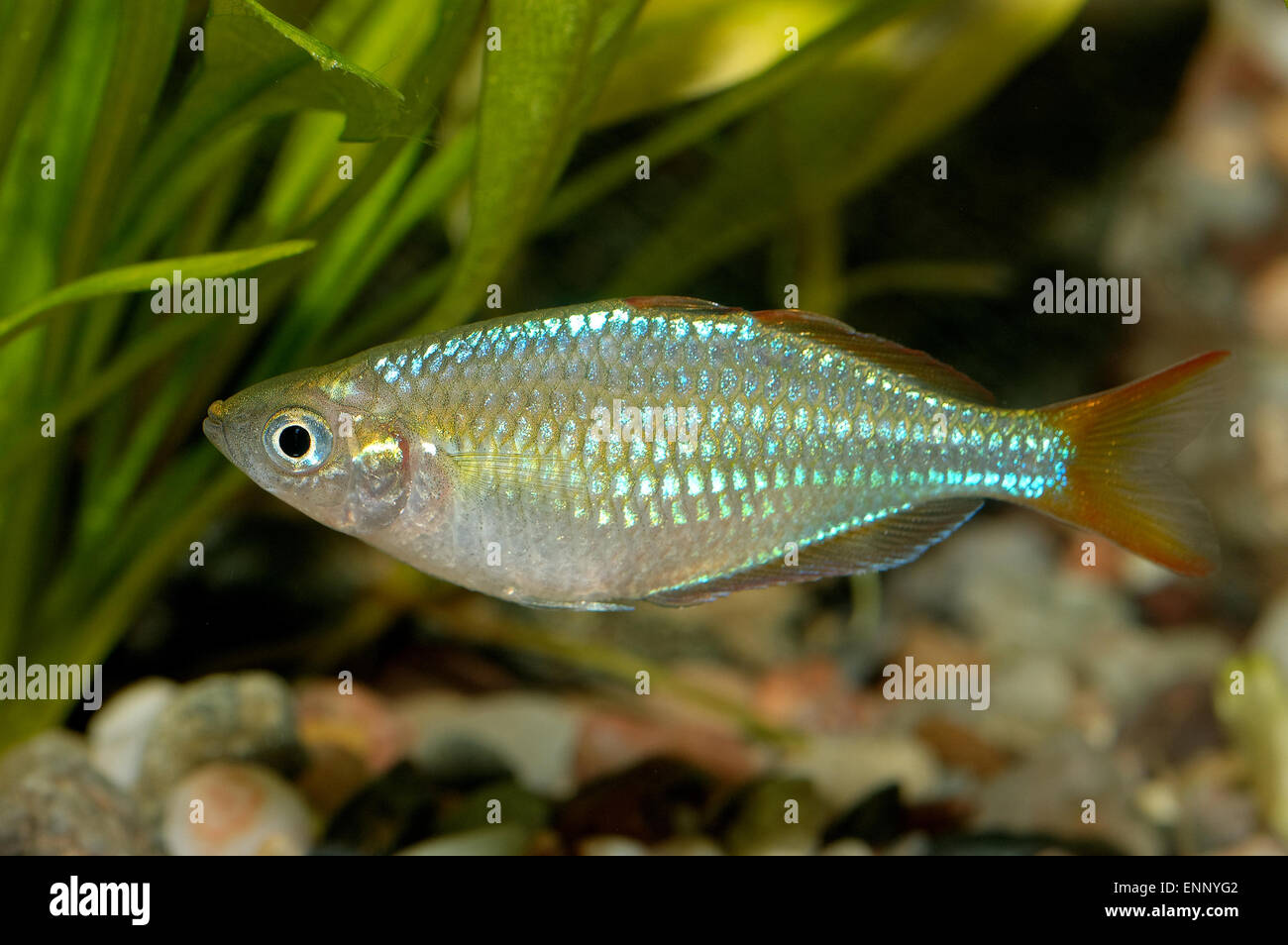 Aquarium fish from genus Melanotaenia. Stock Photo
