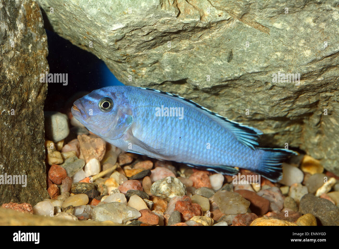 Aquarium fish from genus Pseudotropheus. Stock Photo