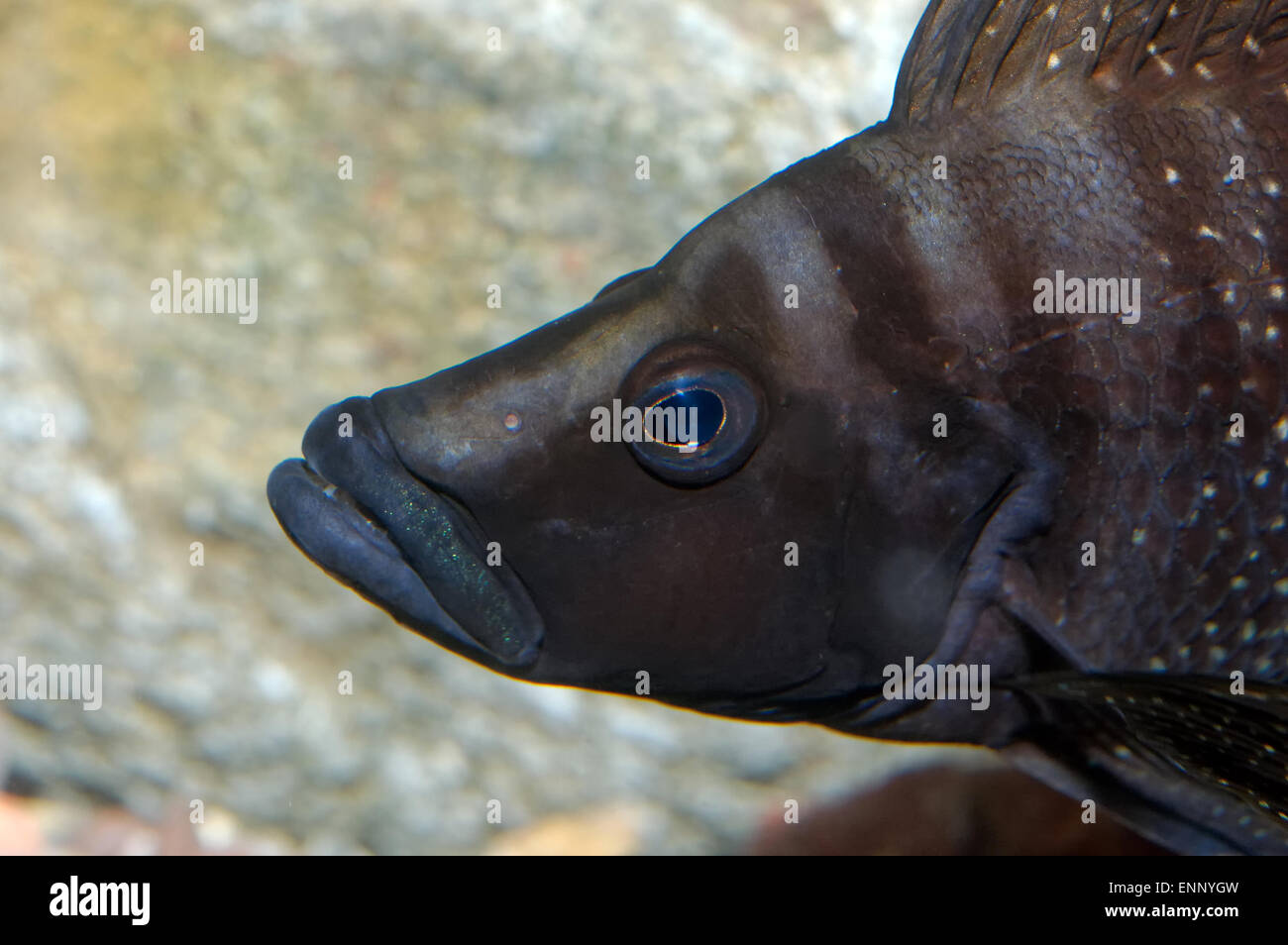 Detailed view head of cichlid from genus Altolamrologus. Stock Photo