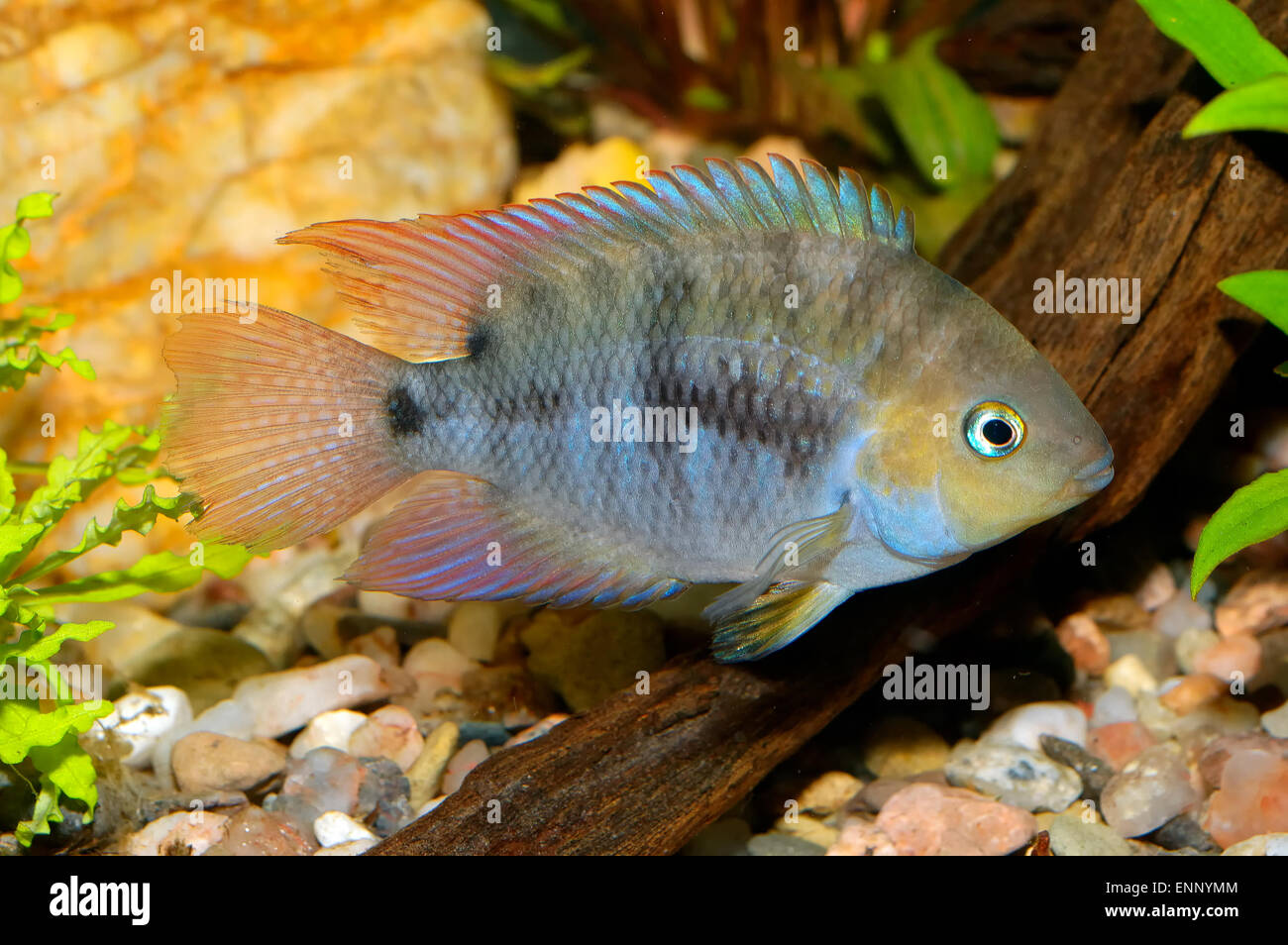 Tropical aquarium fish from genus Cryptoheros. Stock Photo