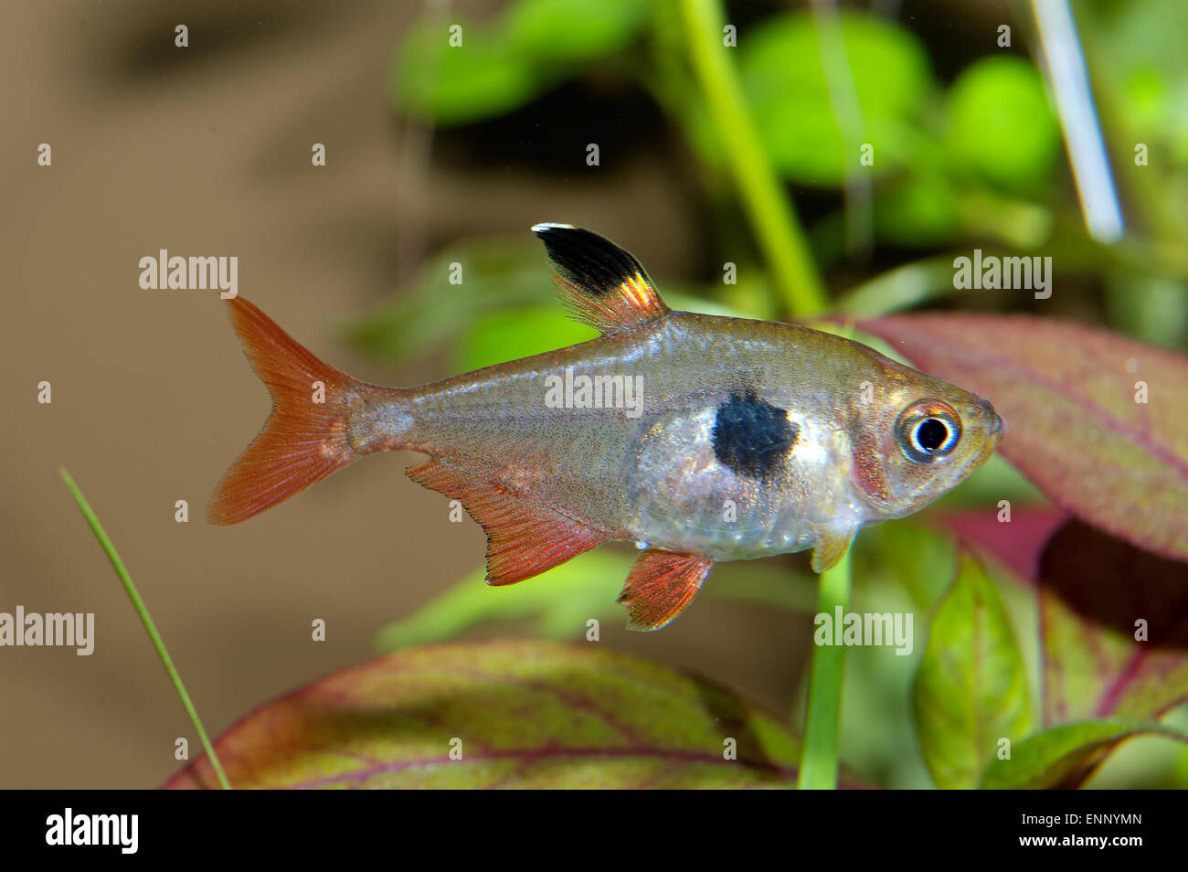 Aquarium fish from genus Hyphessobrycon. Stock Photo