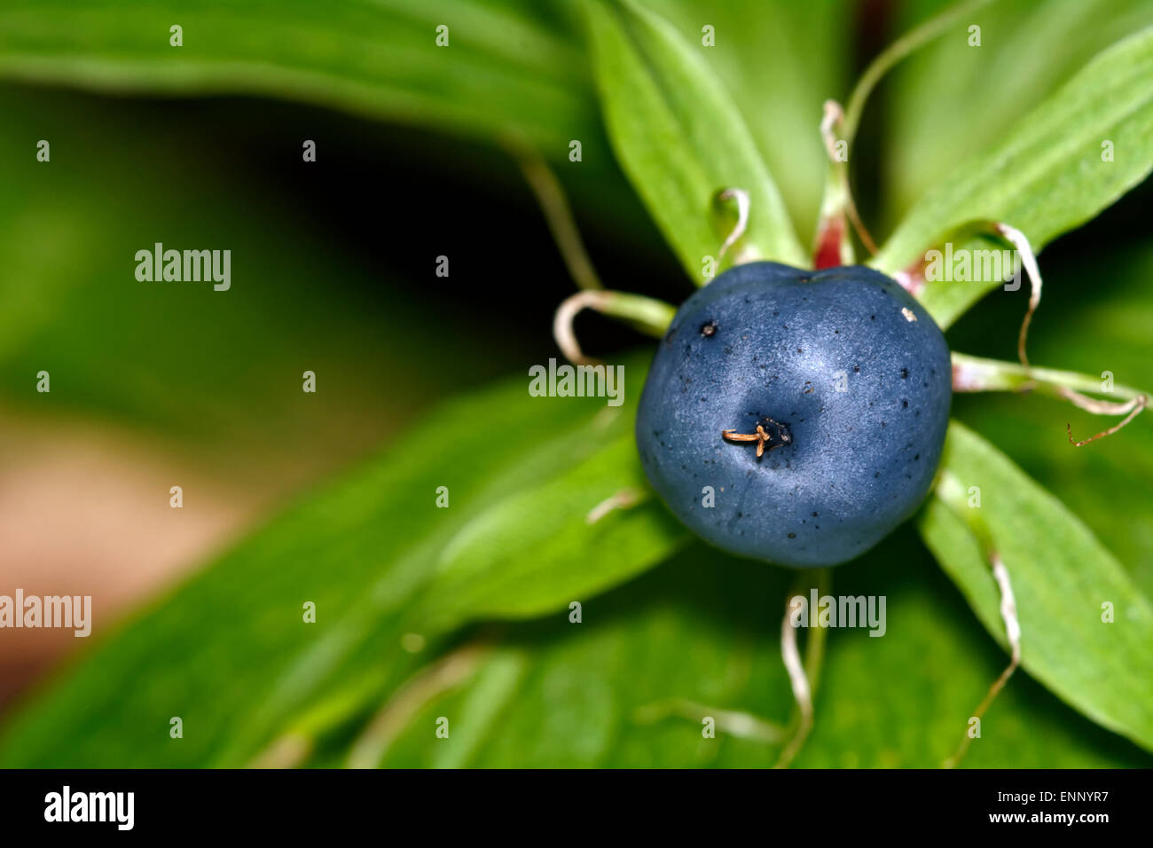 Blue berry of herb Paris in the nature. Stock Photo