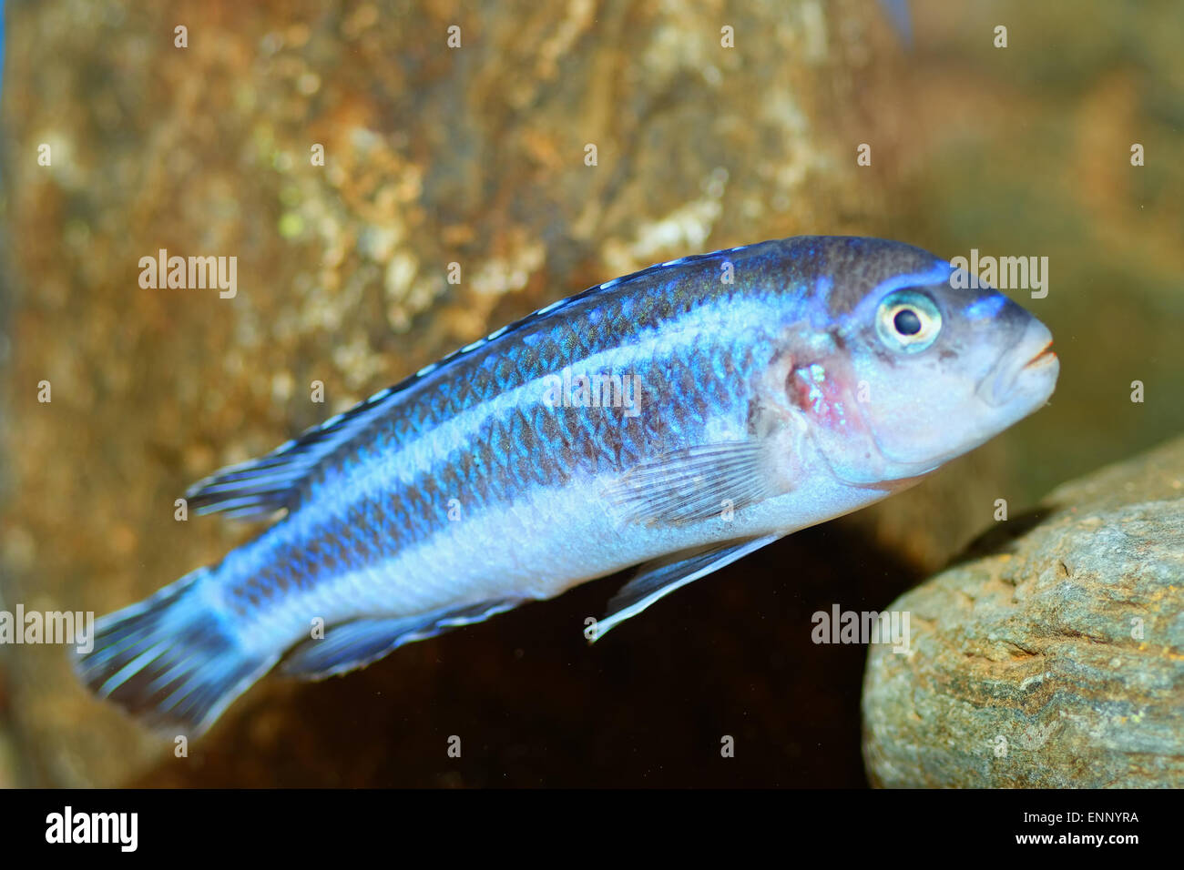 Aquarium fish from genus Melanochromis. Stock Photo
