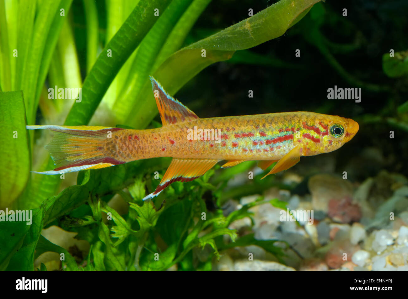 Aquarium fish from genus Aphyosemion. Stock Photo
