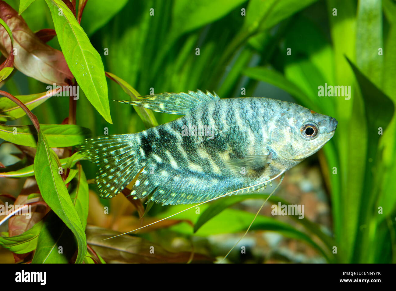 Aquarium fish from genus Trichopodus. Stock Photo