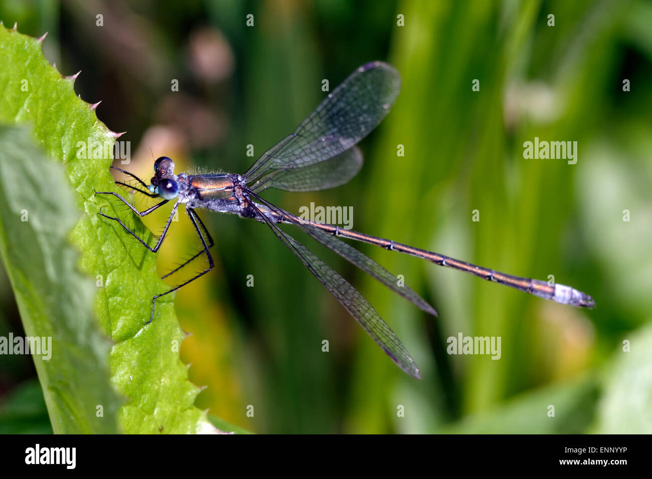 Pretty blue dragonfly sitting on a leaf of grass Stock Photo - Alamy