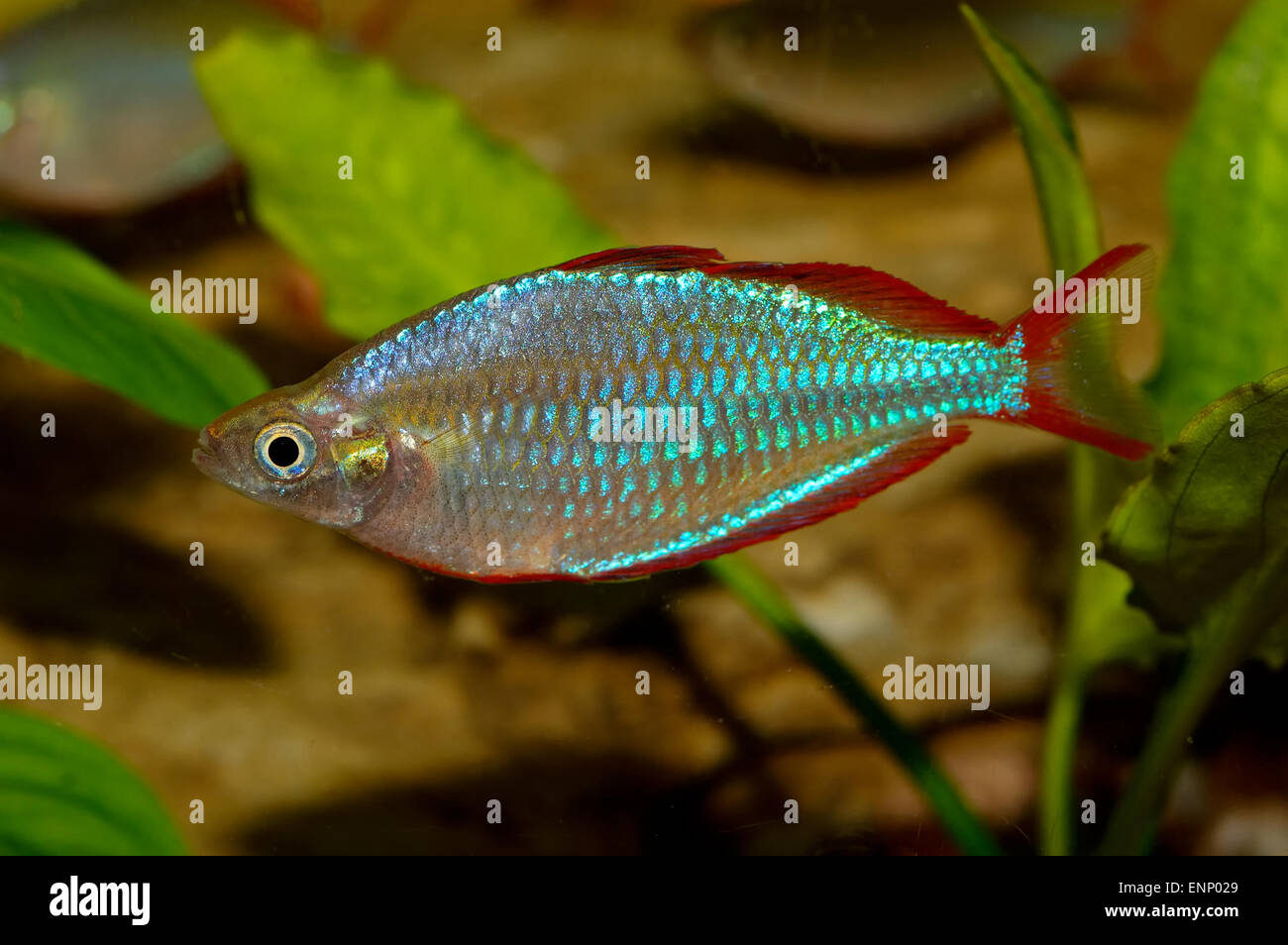 Aquarium Fish From Genus Melanotaenia Stock Photo Alamy