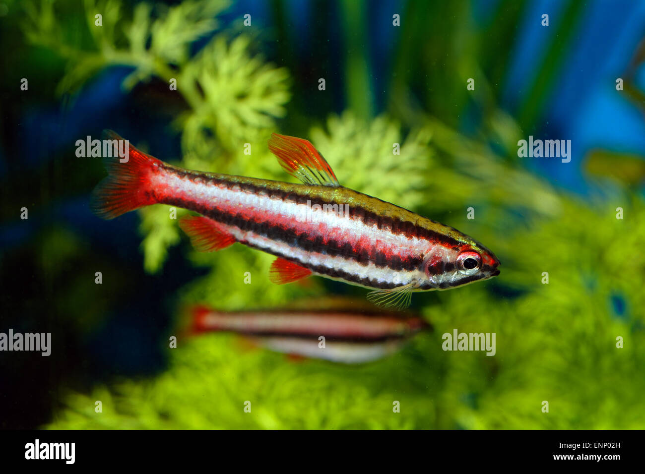 Nice aquarium fish from genus Nannostomus. Stock Photo