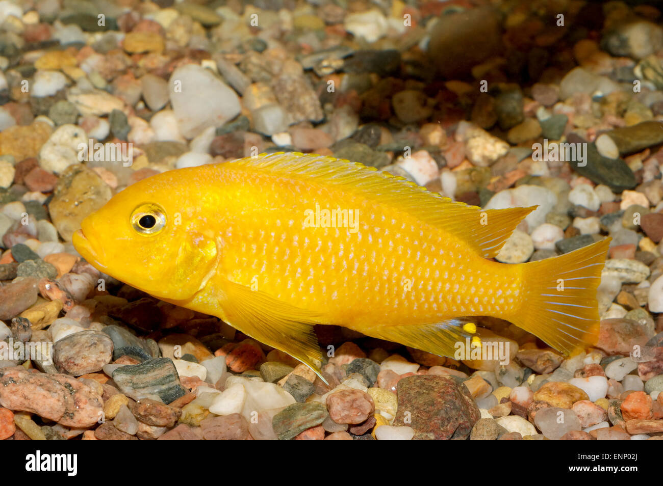 Nice yellow cichlid fish from genus Pseudotropheus. Stock Photo