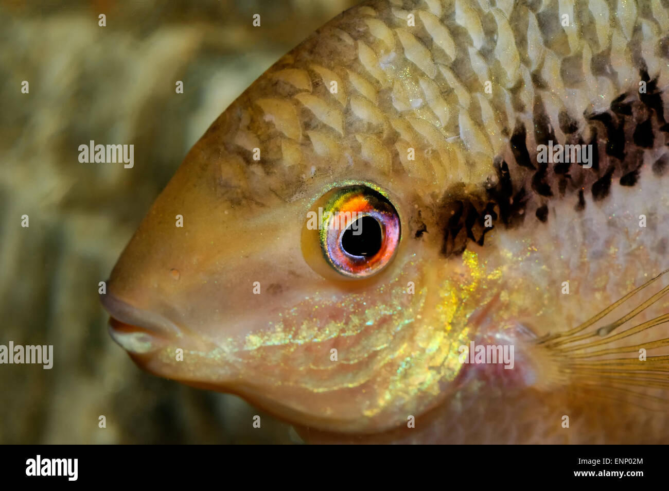 Nice portrait of male of cichlid fish in the aquarium. Stock Photo