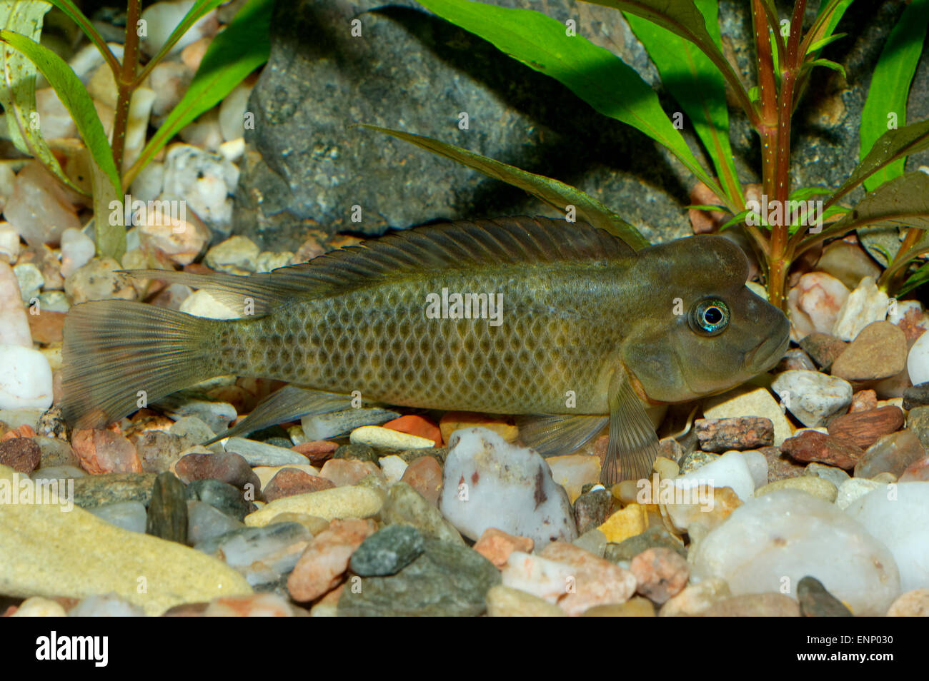 Nice cichlid fish from genus Steatocranus in aquaraium. Stock Photo