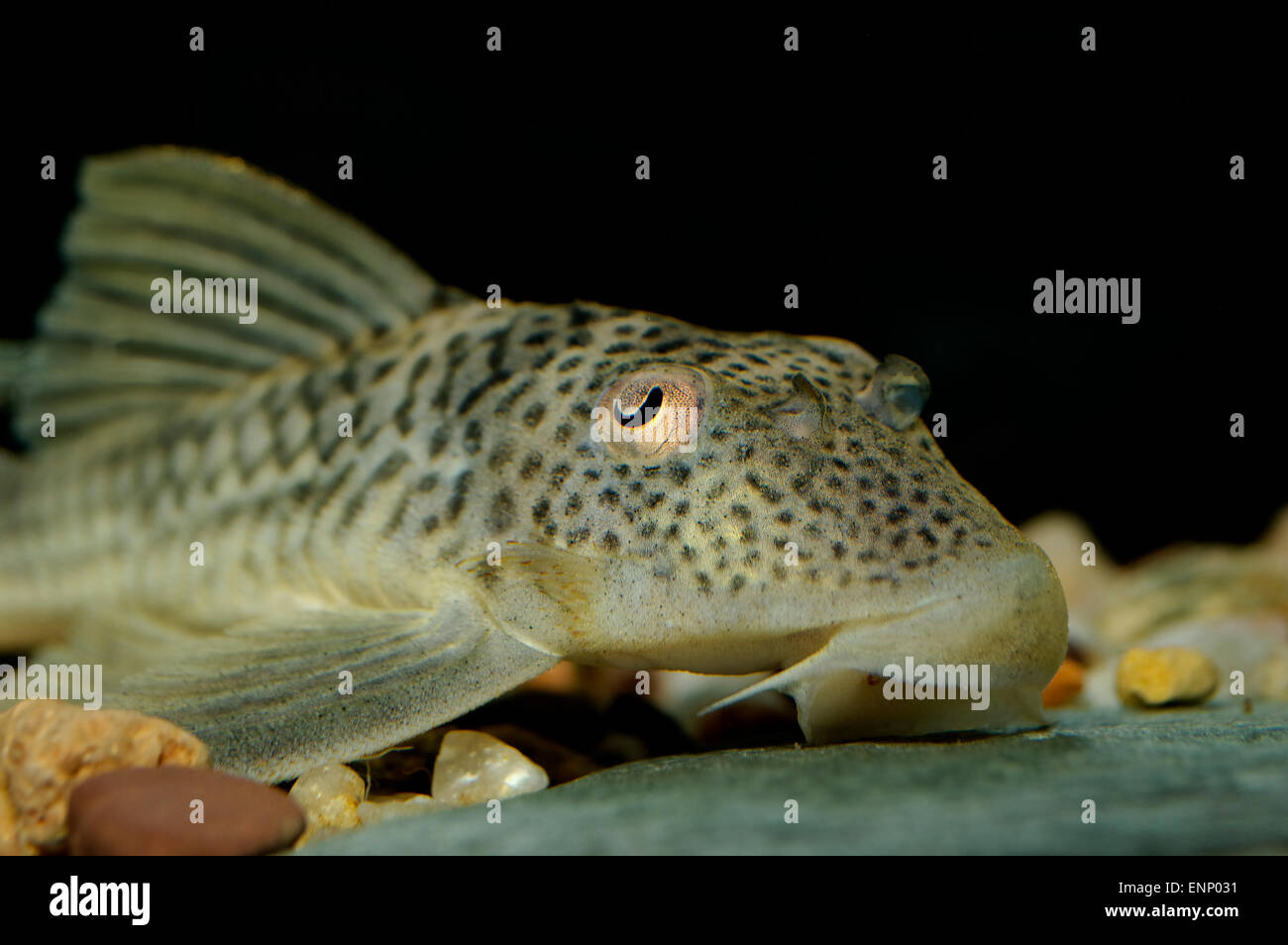 Detailed portrait of suckermouth catfish. Stock Photo