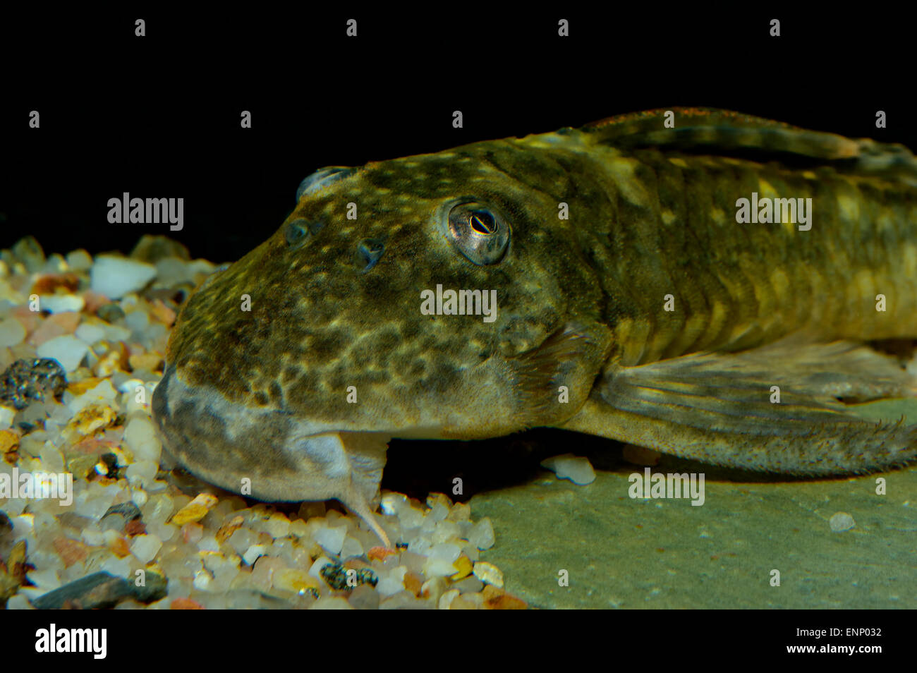 Detailed portrait of suckermouth catfish. Stock Photo