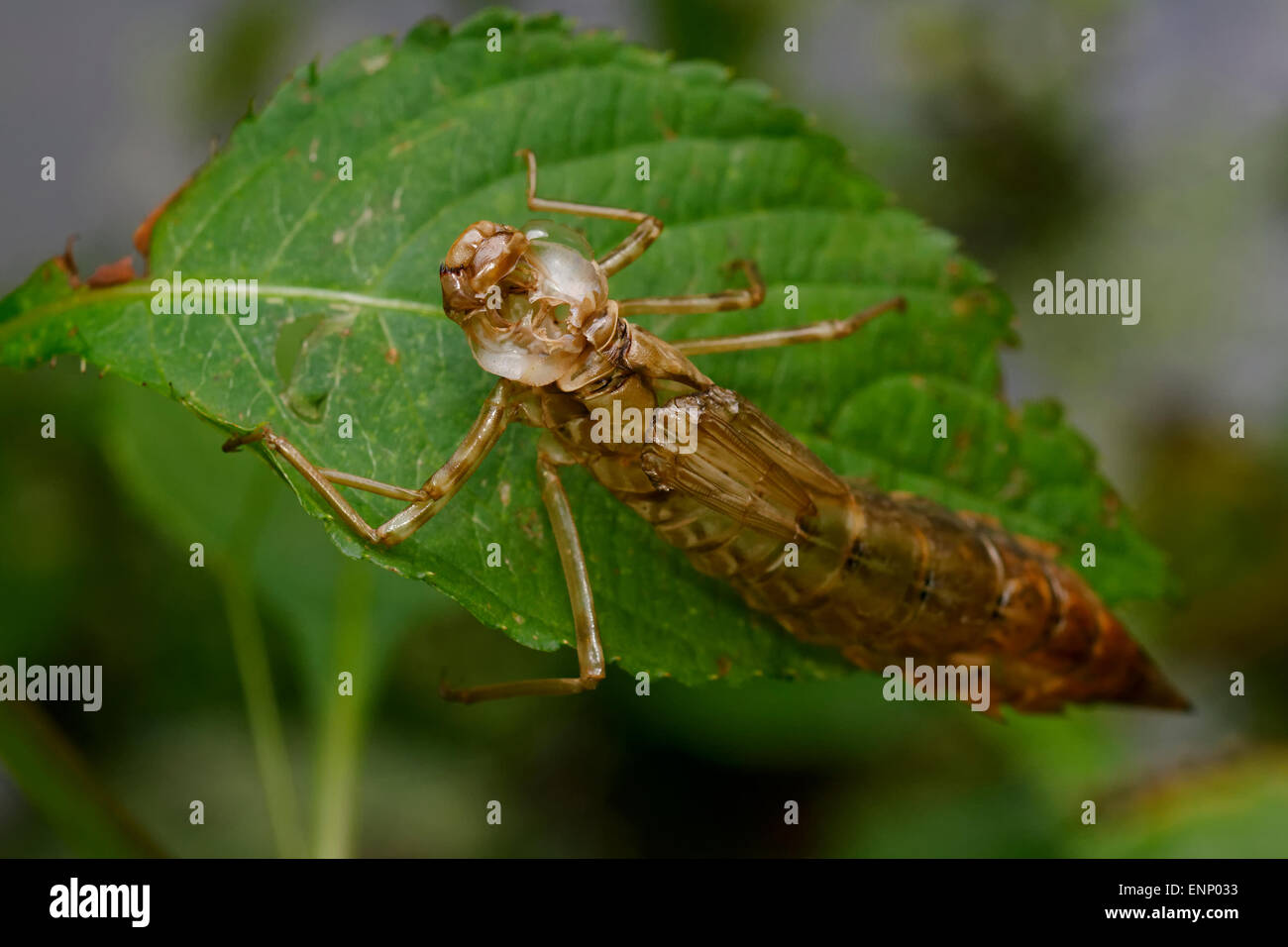 Empty brown dragonfly larva on the green leaf Stock Photo - Alamy