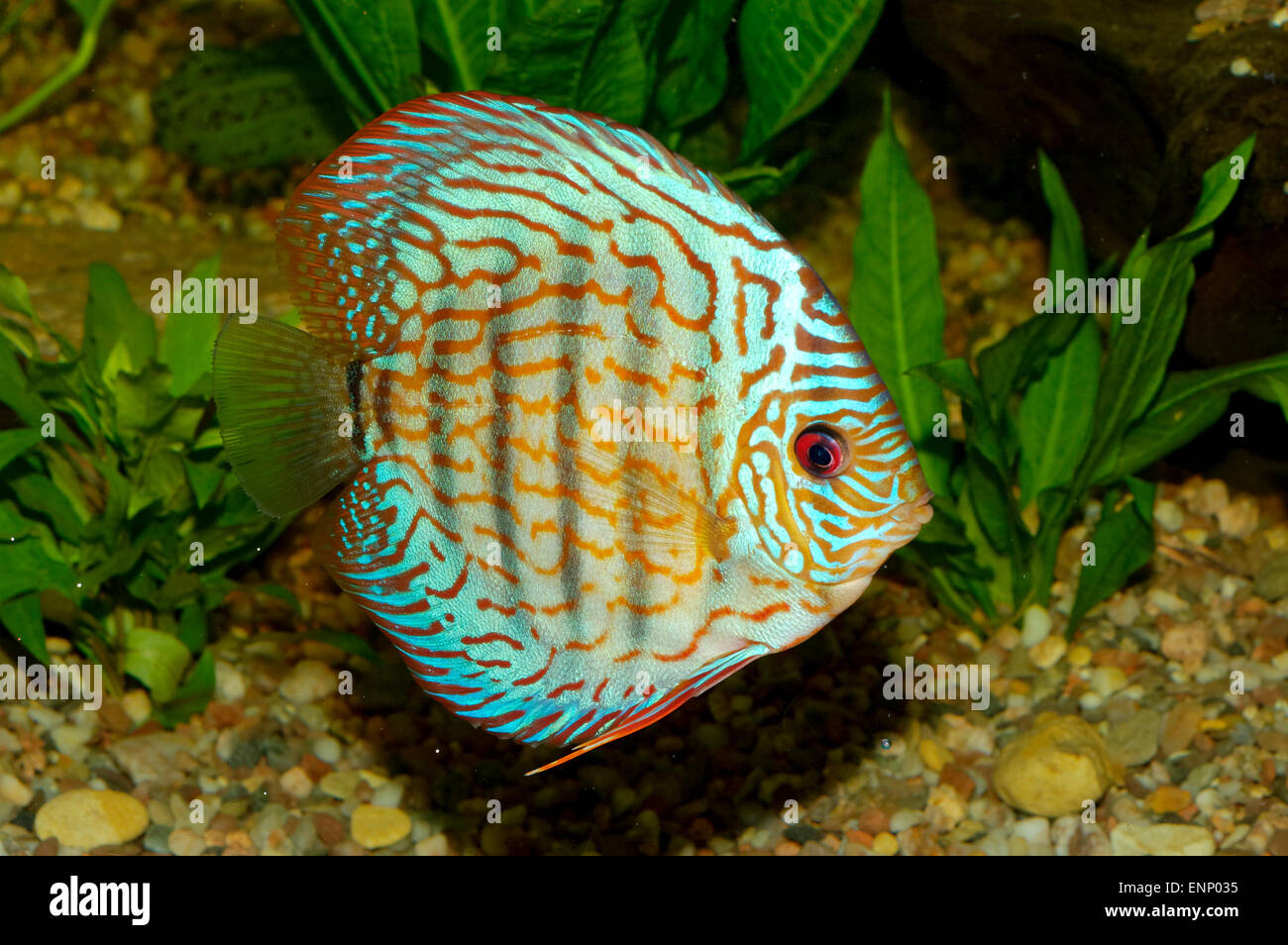 Nice blue discus fish in aquaraium. Stock Photo