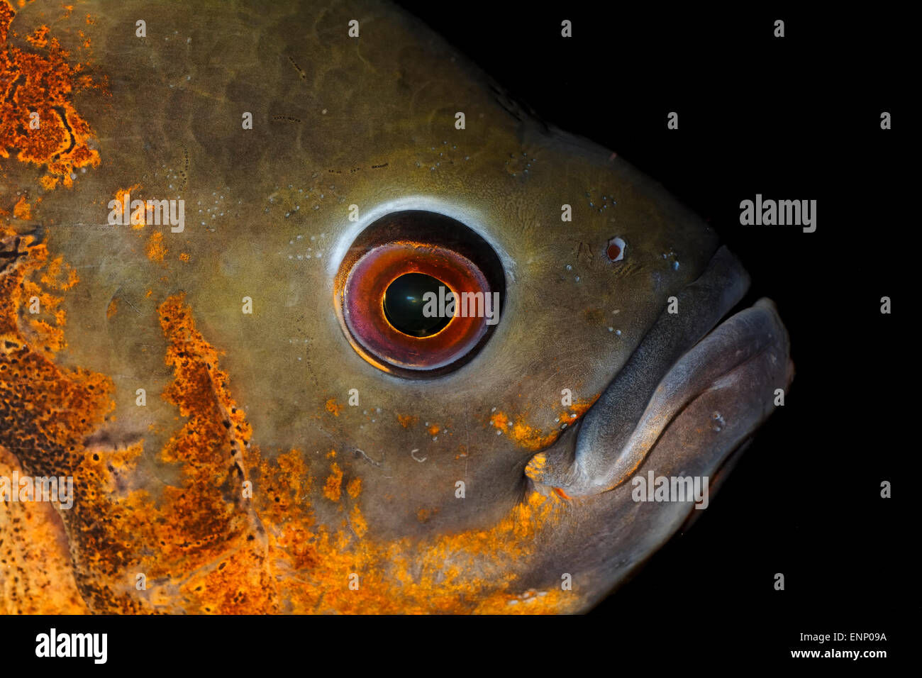 Nice detailed portrait of red oscar cichlid fish. Stock Photo