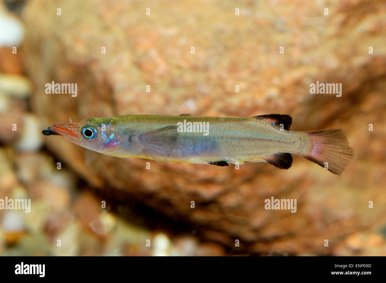 Nomorhamphus weberi