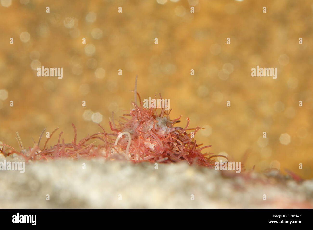 Red tubifex worms in bottom of aquarium. Stock Photo