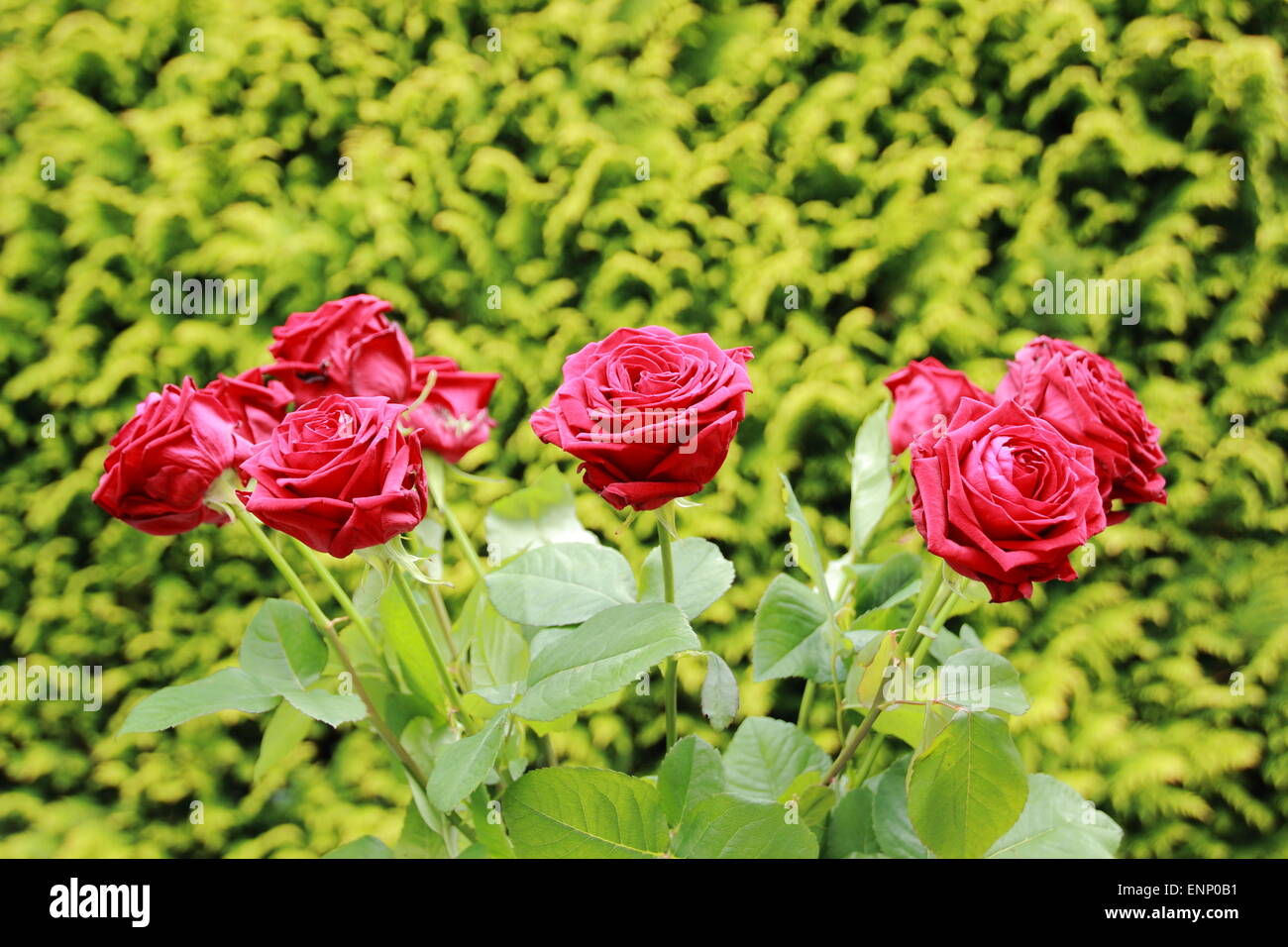 Bunch of red roses with green background Stock Photo