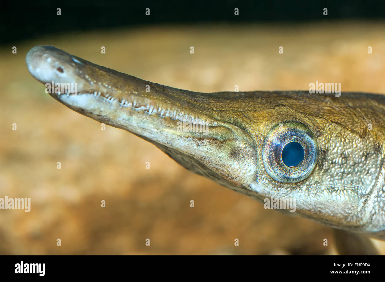 Nice detailed view of crocodile fish head with blurred background. Stock Photo