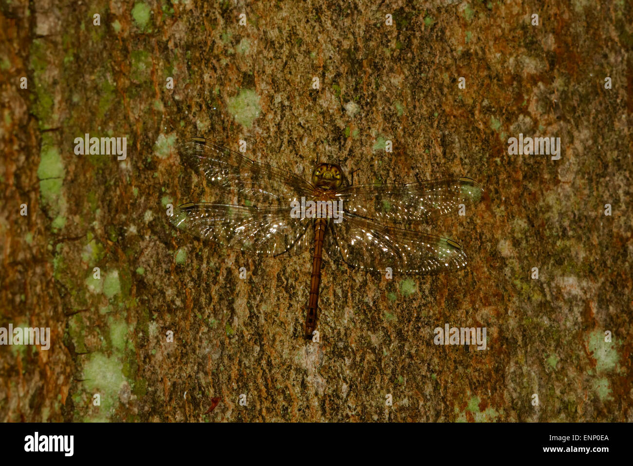 Big brown dragonfly on a tree terk Stock Photo - Alamy