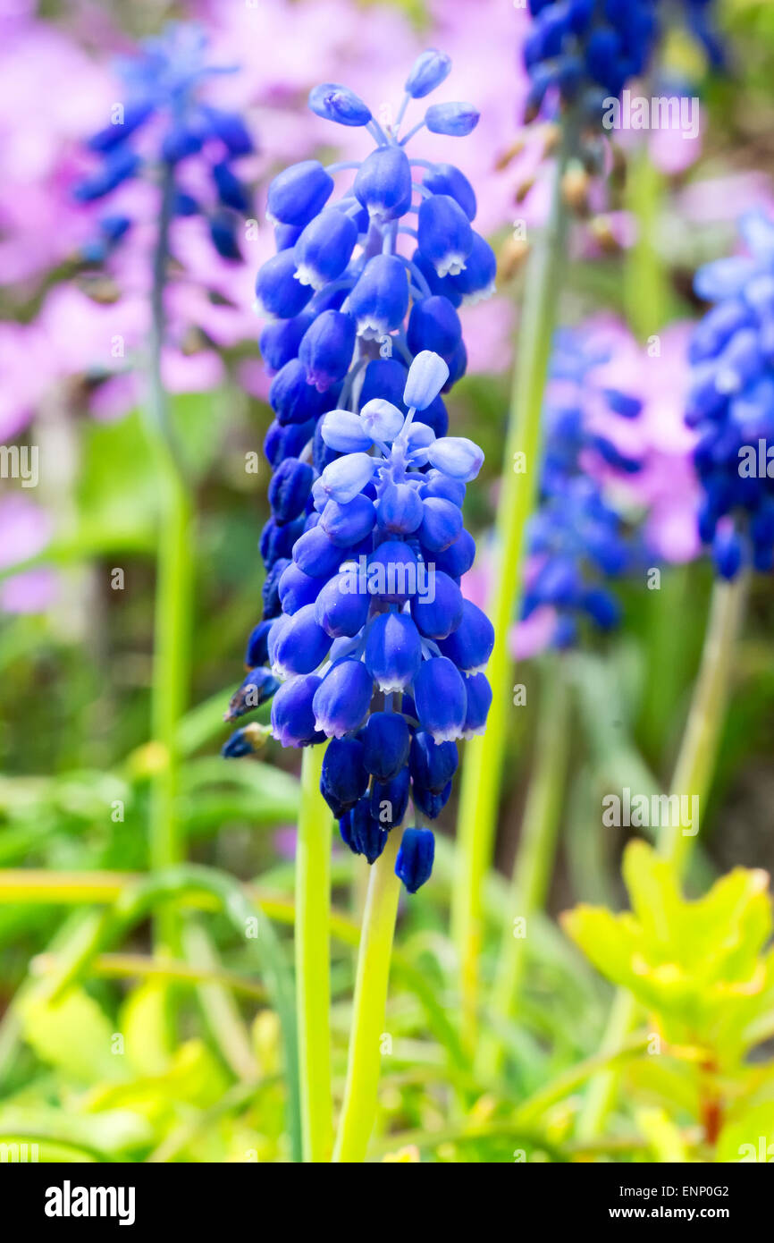 Blue flowers hi-res stock photography and images - Alamy