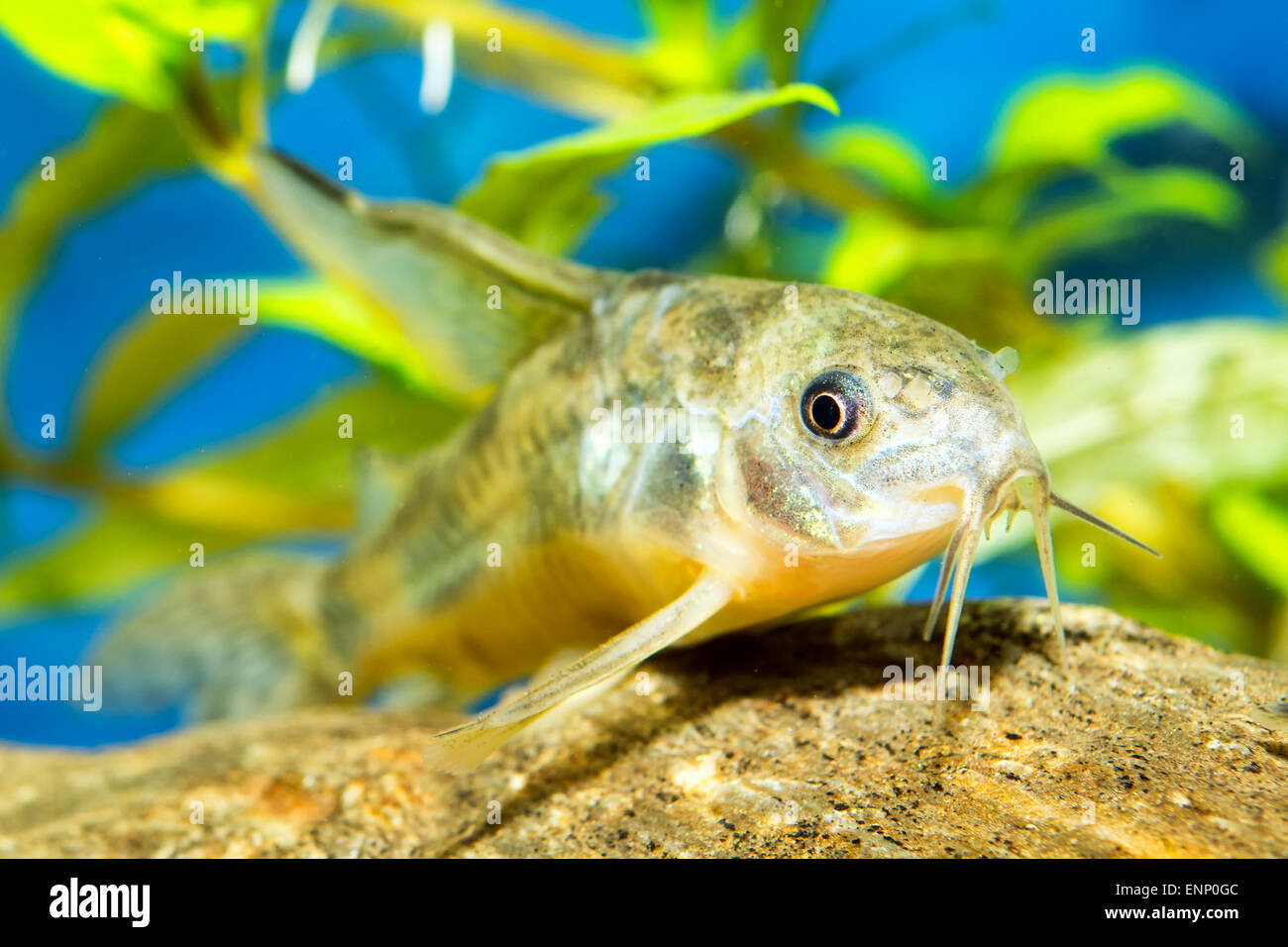 Aquarium catfish fish from the genus Corydoras. Stock Photo