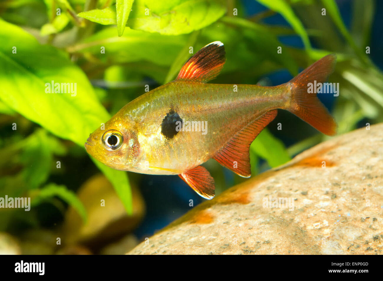 Nice aquarium tetra fish from the genus Hyphessobrycon. Stock Photo