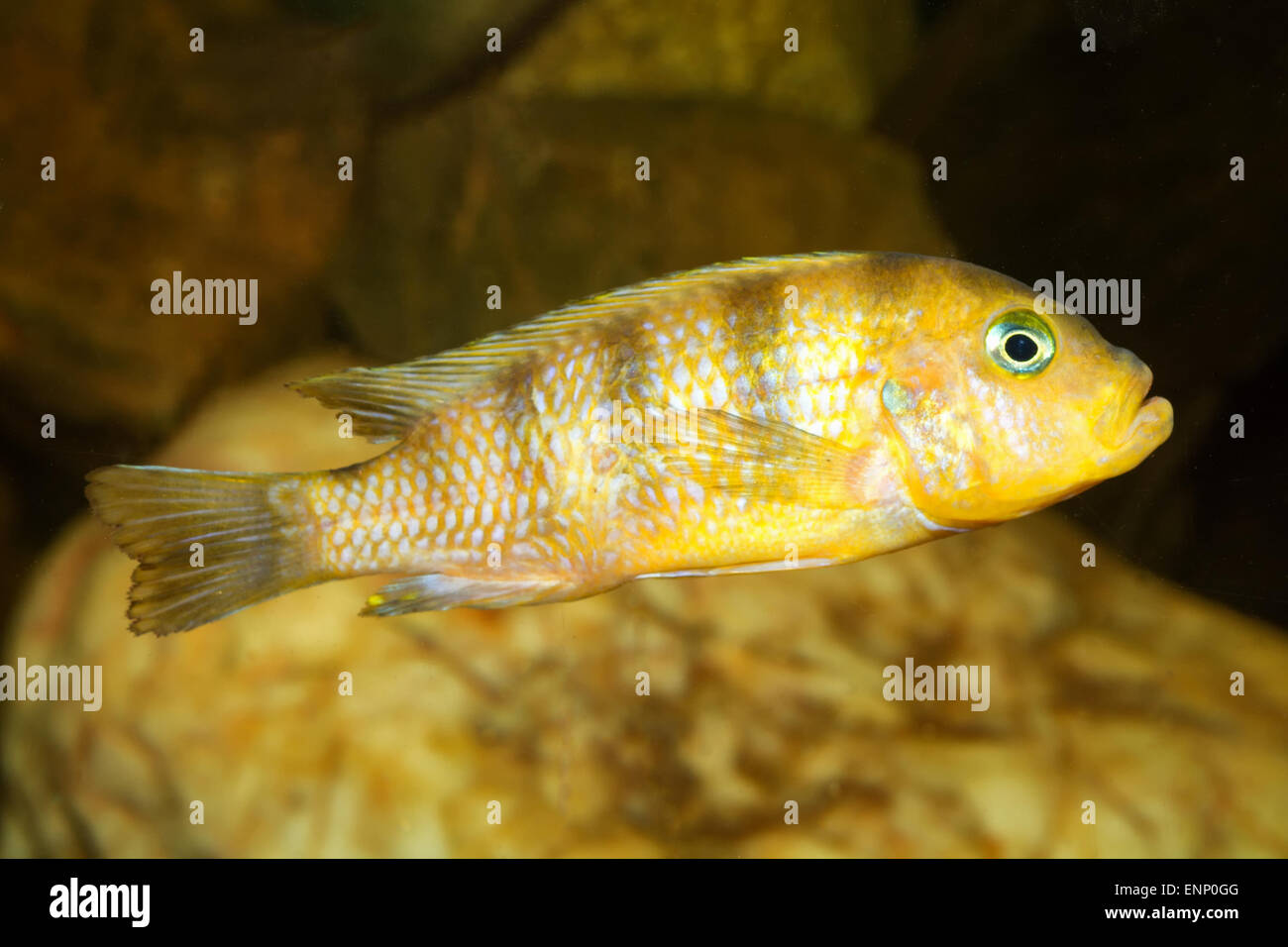 Aquarium cichlid fish from the genus Pseudotropheus. Stock Photo